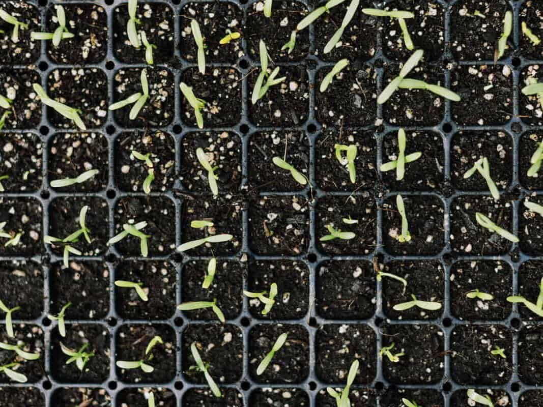 幼苗在室内发芽过程