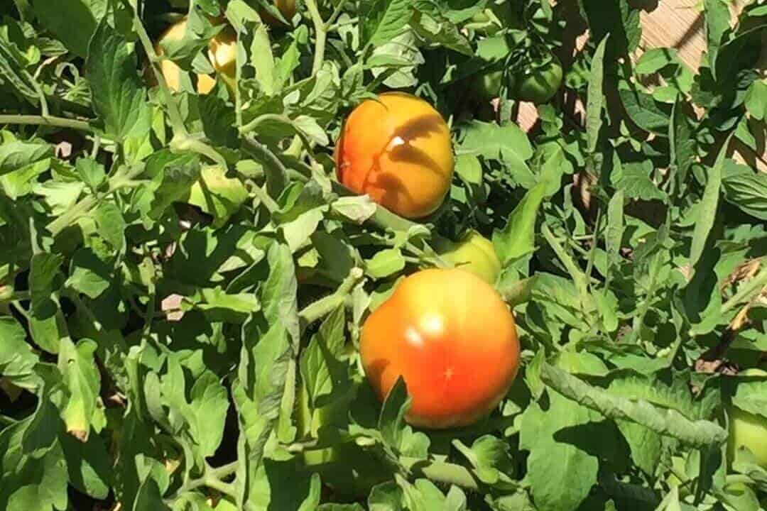 成熟的自家种植红色番茄