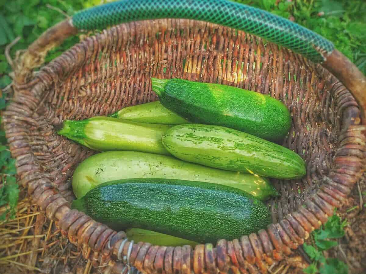 High-yield zucchini plant growing in a backyard garden