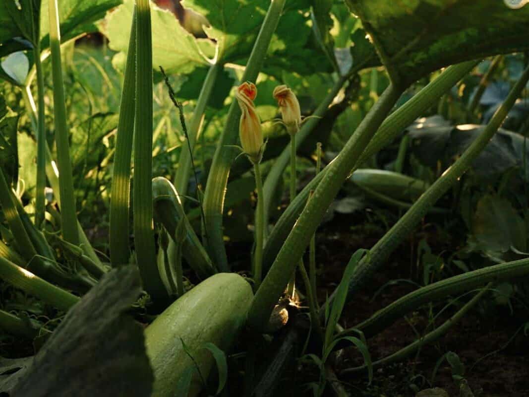 High-yield zucchini plant growing in a backyard garden