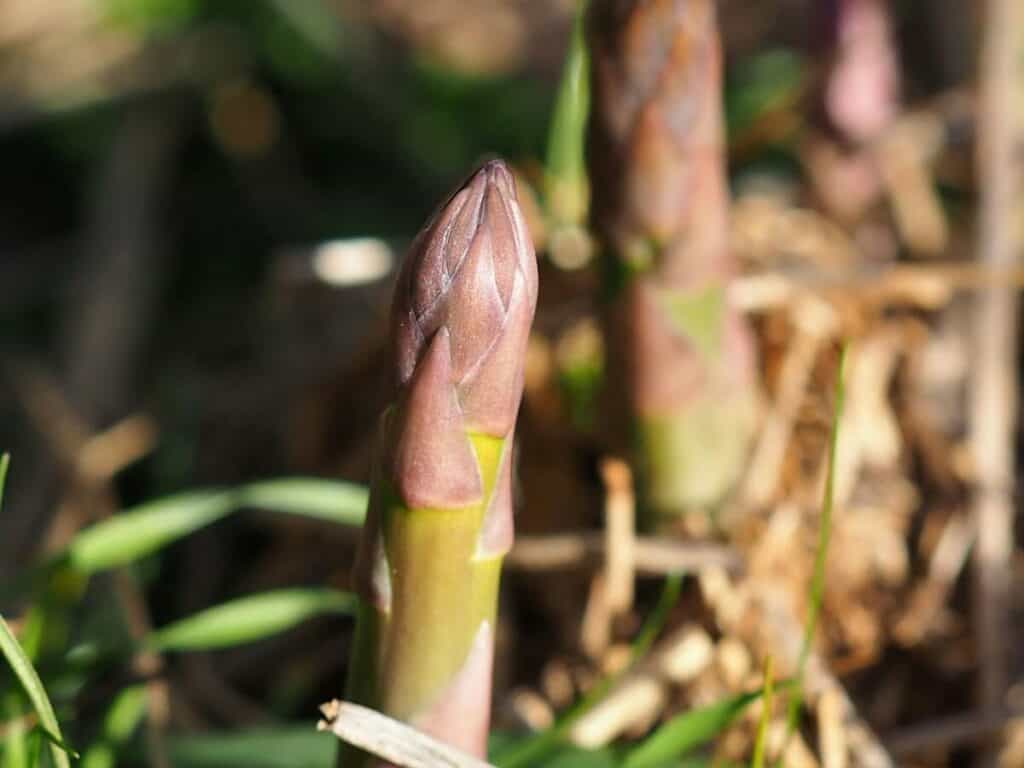 和番茄一起种植的芦笋
