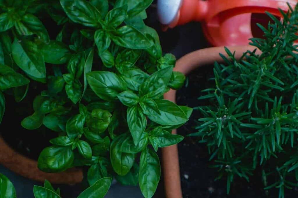 高床菜园中种植在番茄旁边的新鲜罗勒