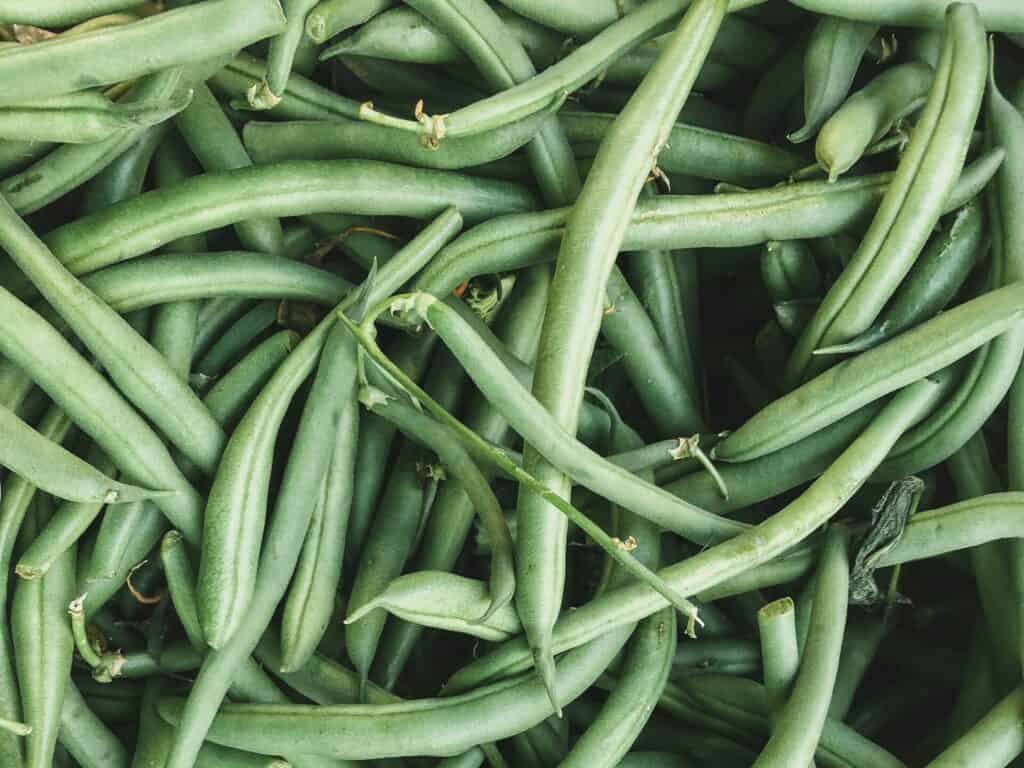Raised Bed 中和番茄一起种植的矮生豆类