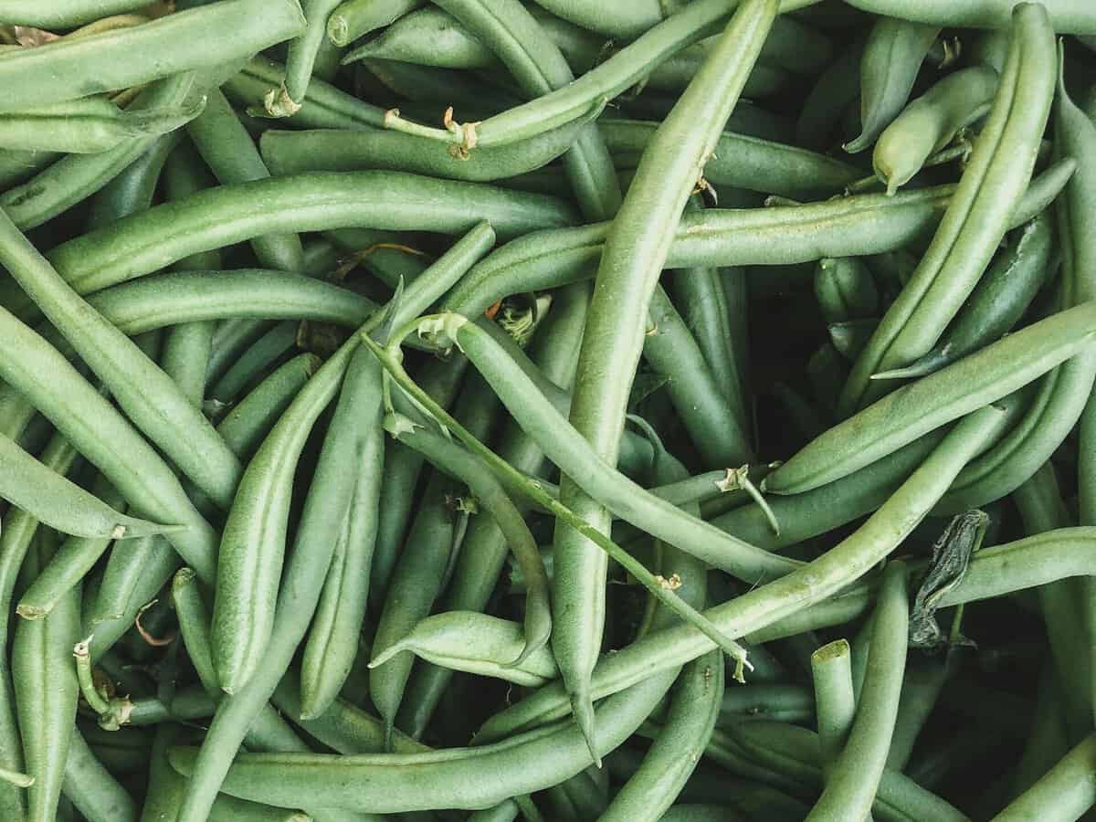 Bush beans growing beside tomato plants in a raised bed garden