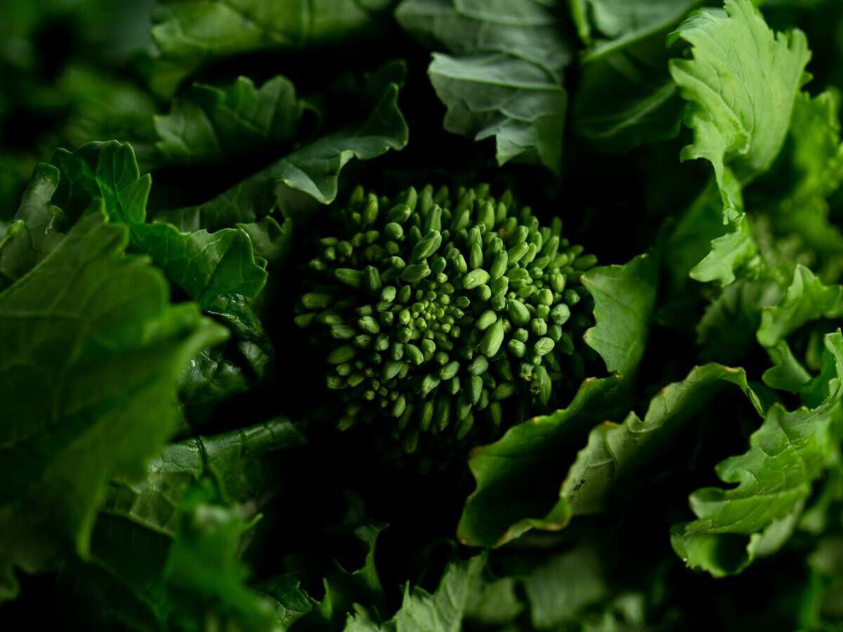 Cabbage and tomato plants competing for space in a garden