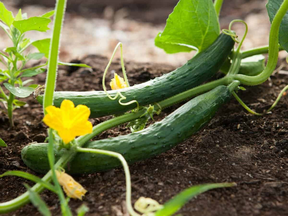 Cucumber vines growing beside tomato plants in a crowded garden bed