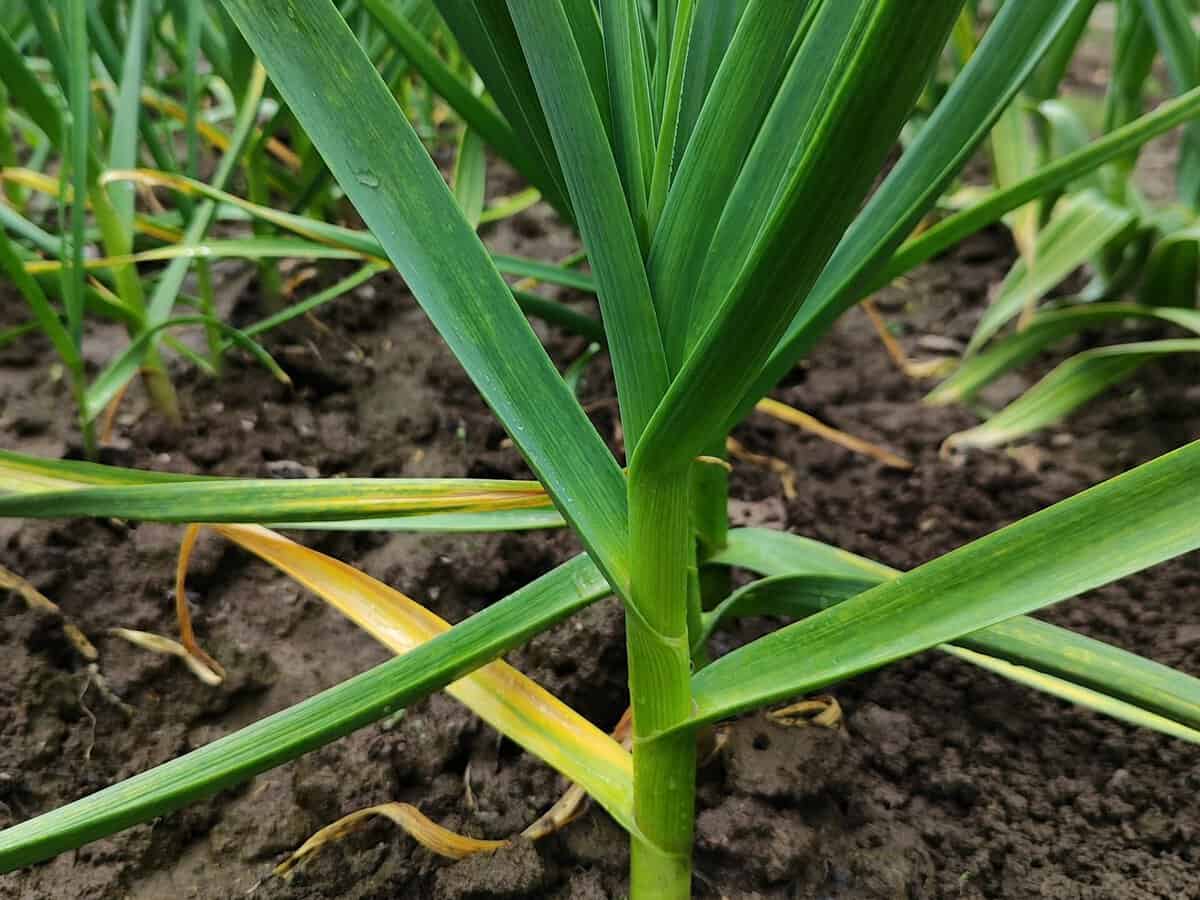Garlic planted beside tomato plants for natural pest protection