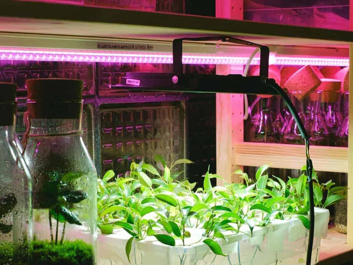 带LED植物补光灯的室内育苗套装