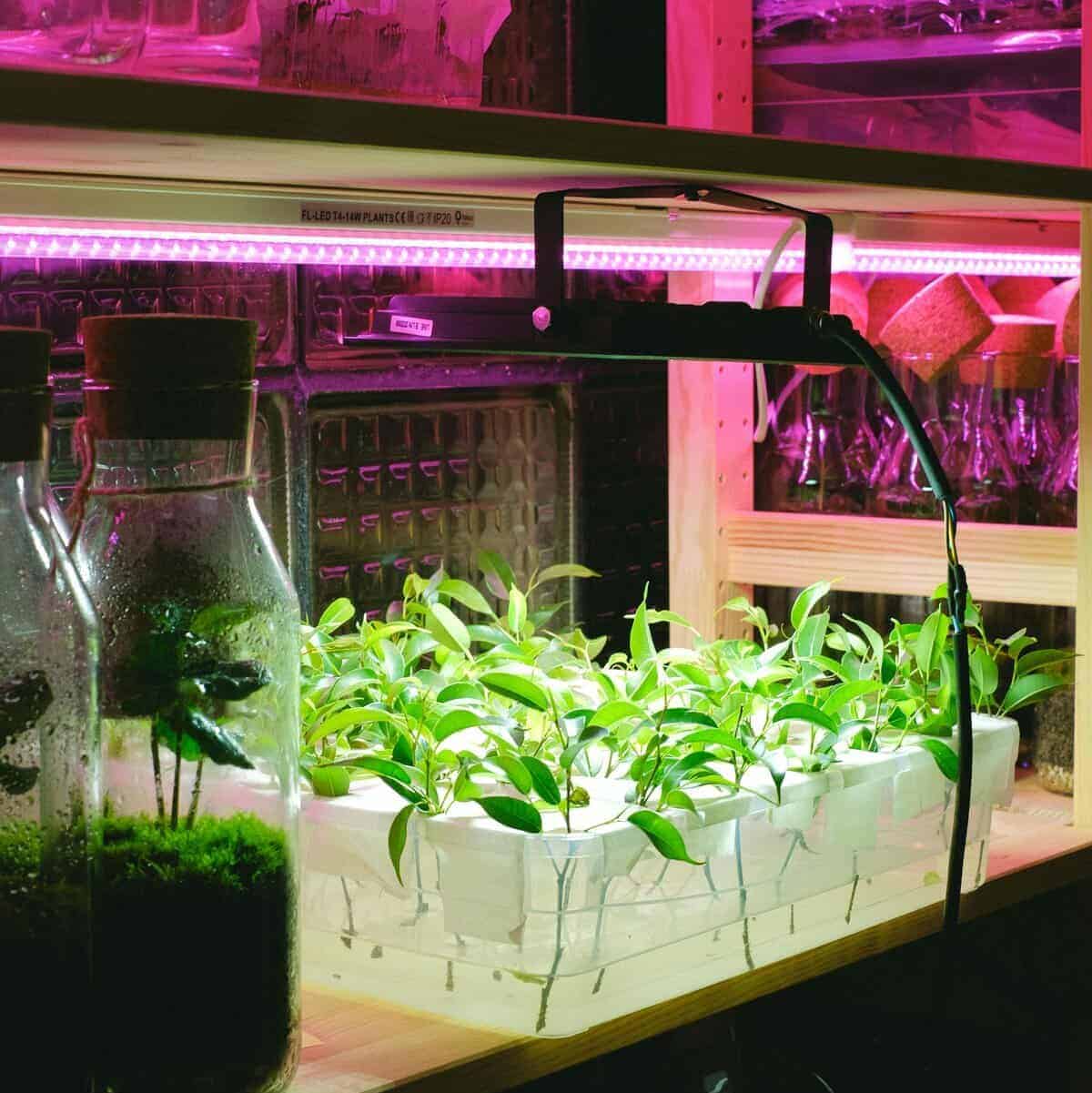 seedlings under grow light indoor setup healthy growth