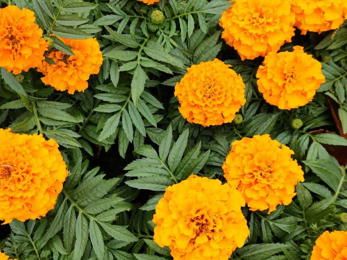  Bright marigold flowers planted around tomato plants for natural pest control