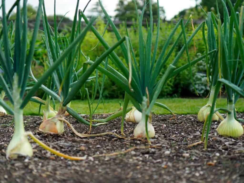 onions planted around tomato plants in a home vegetable garden