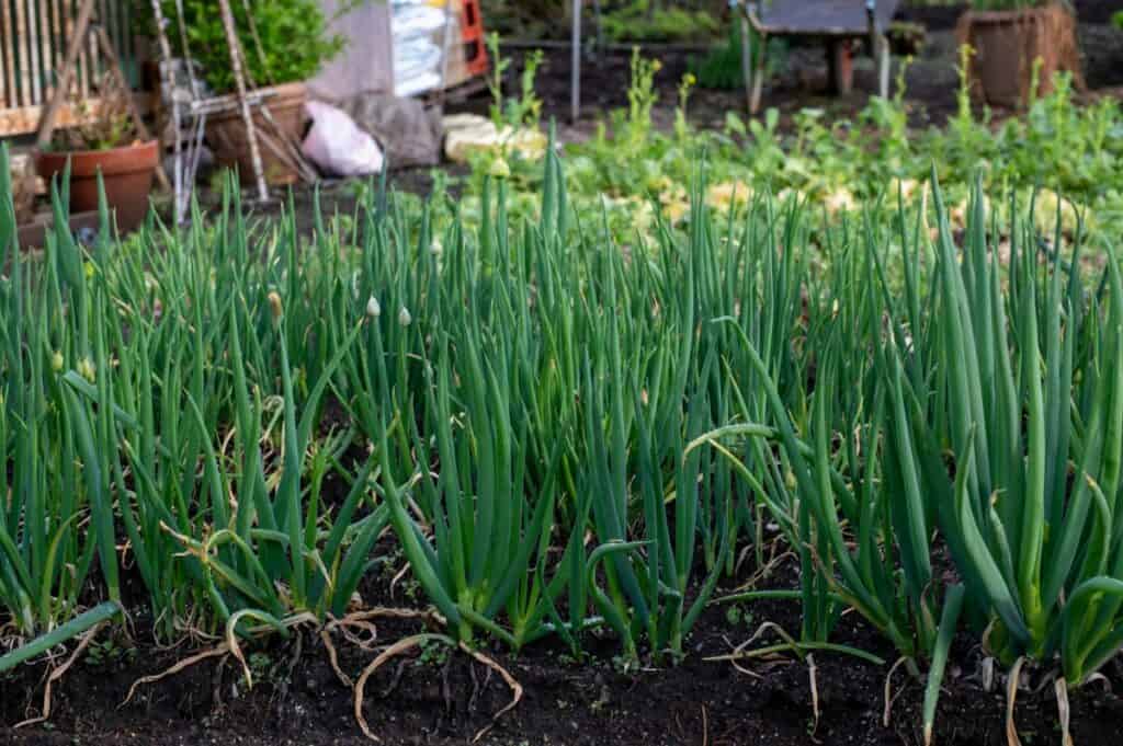 Green onions growing beside tomato plants in a backyard garden