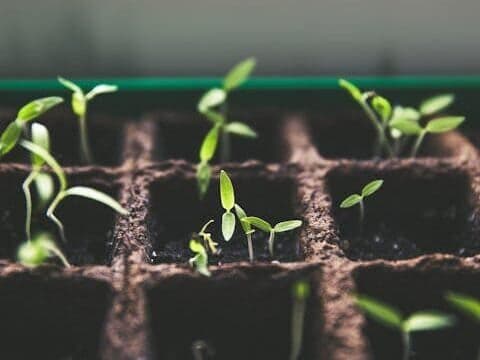 适合窗台种植的小型室内育苗套装