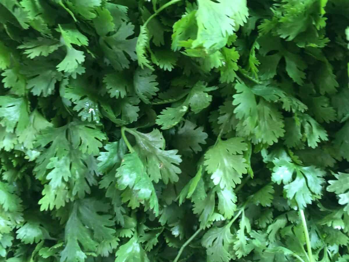 Fresh parsley planted beneath tomato plants in an organic garden