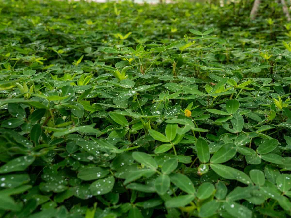 Peanut plants used as ground cover beneath tomato plants