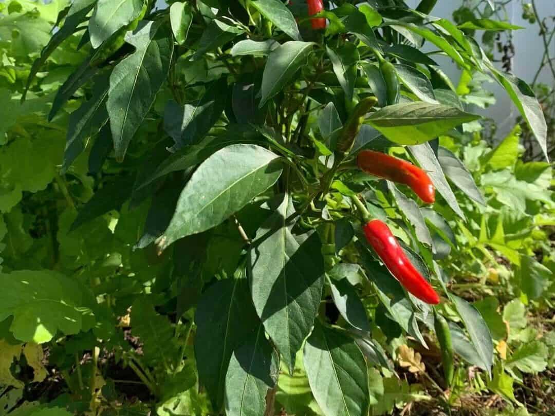  Pepper plants growing too close to tomato plants in a vegetable garden
