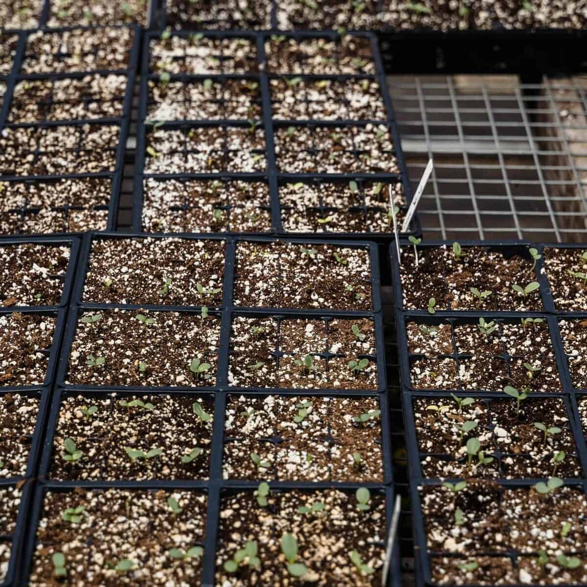 适合大量蔬菜育苗的大型育苗托盘系统