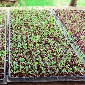 适合大量蔬菜育苗的大型育苗托盘系统