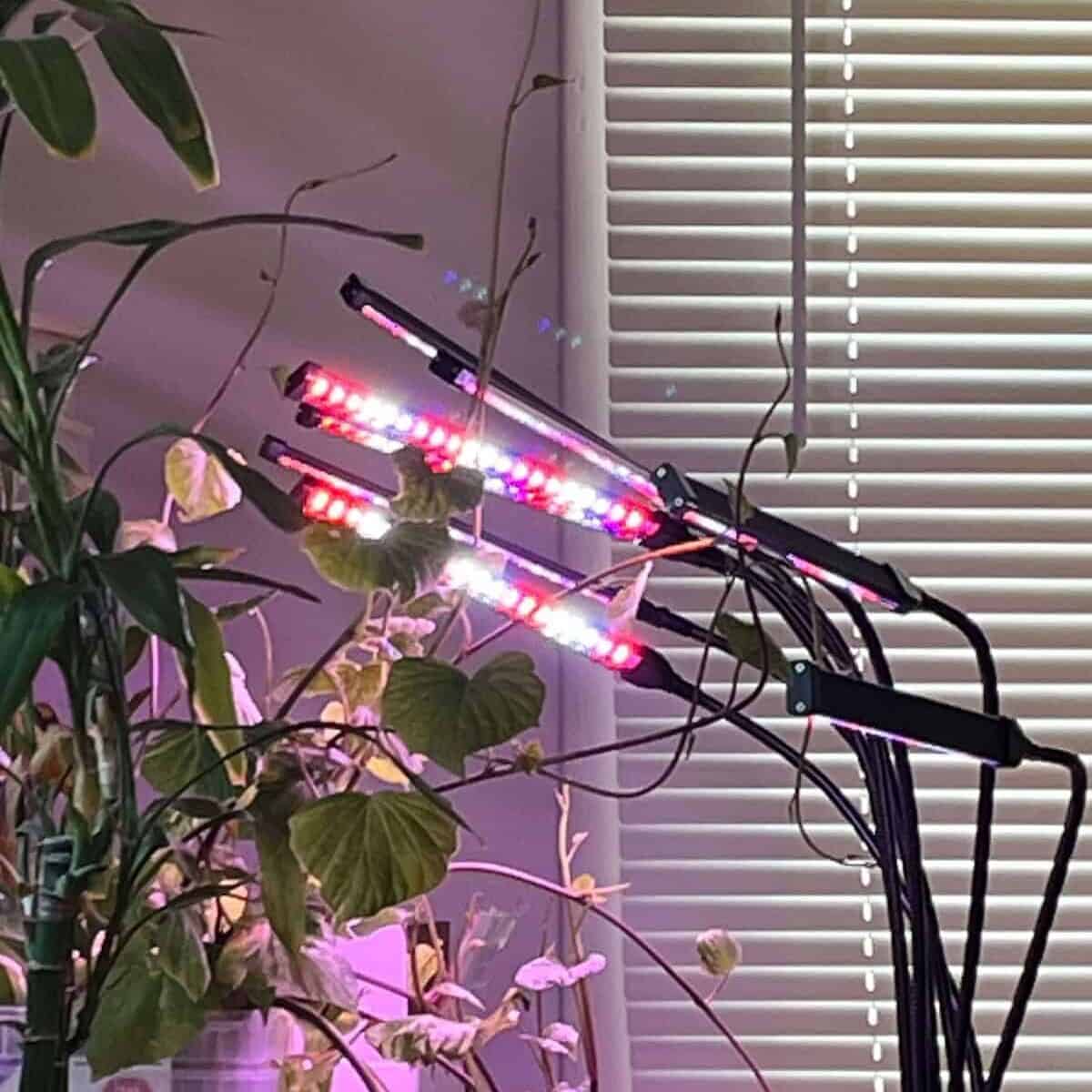 seedlings under grow light indoor setup healthy growth