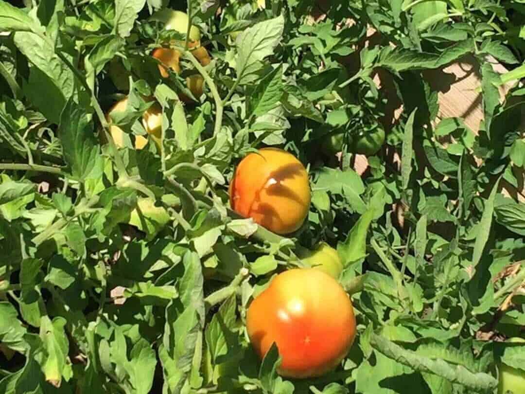 Healthy tomato plants growing beside basil and marigolds in an organic backyard garden