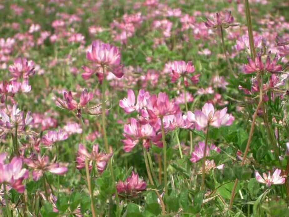Chinese milk vetch flowering in a garden cover crop planting