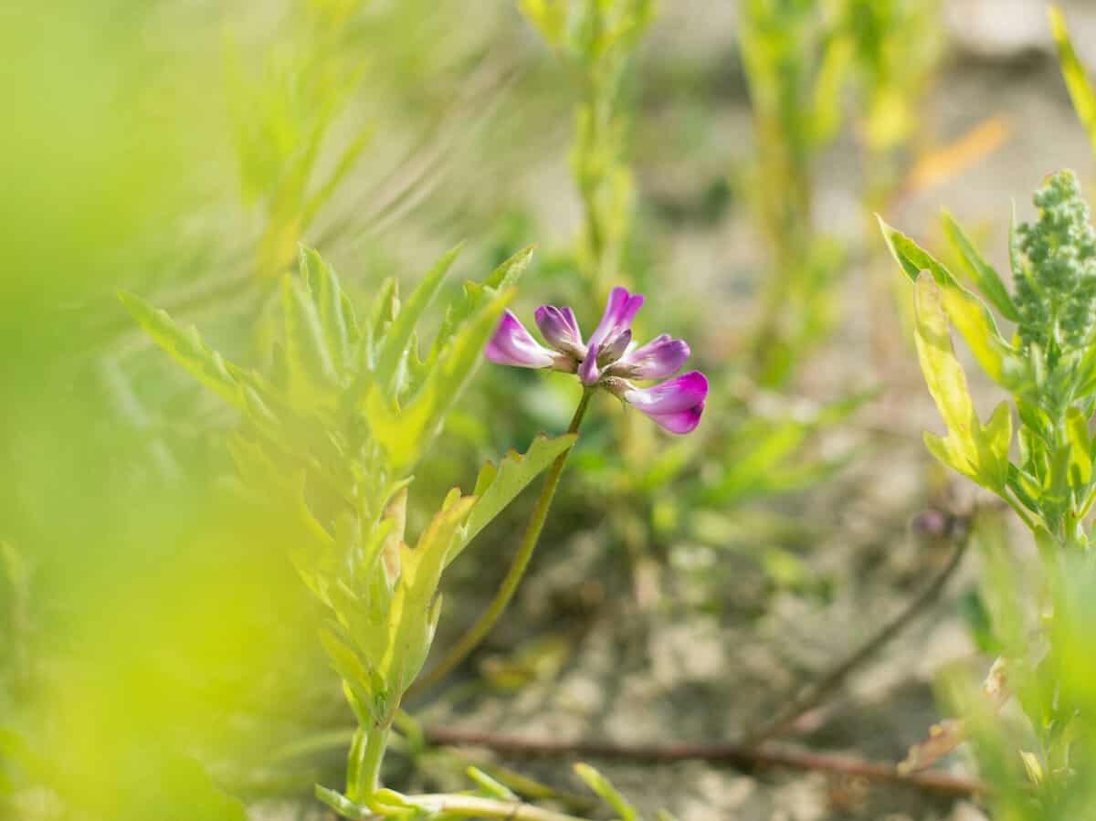 Chinese milk vetch flowering in a garden cover crop planting