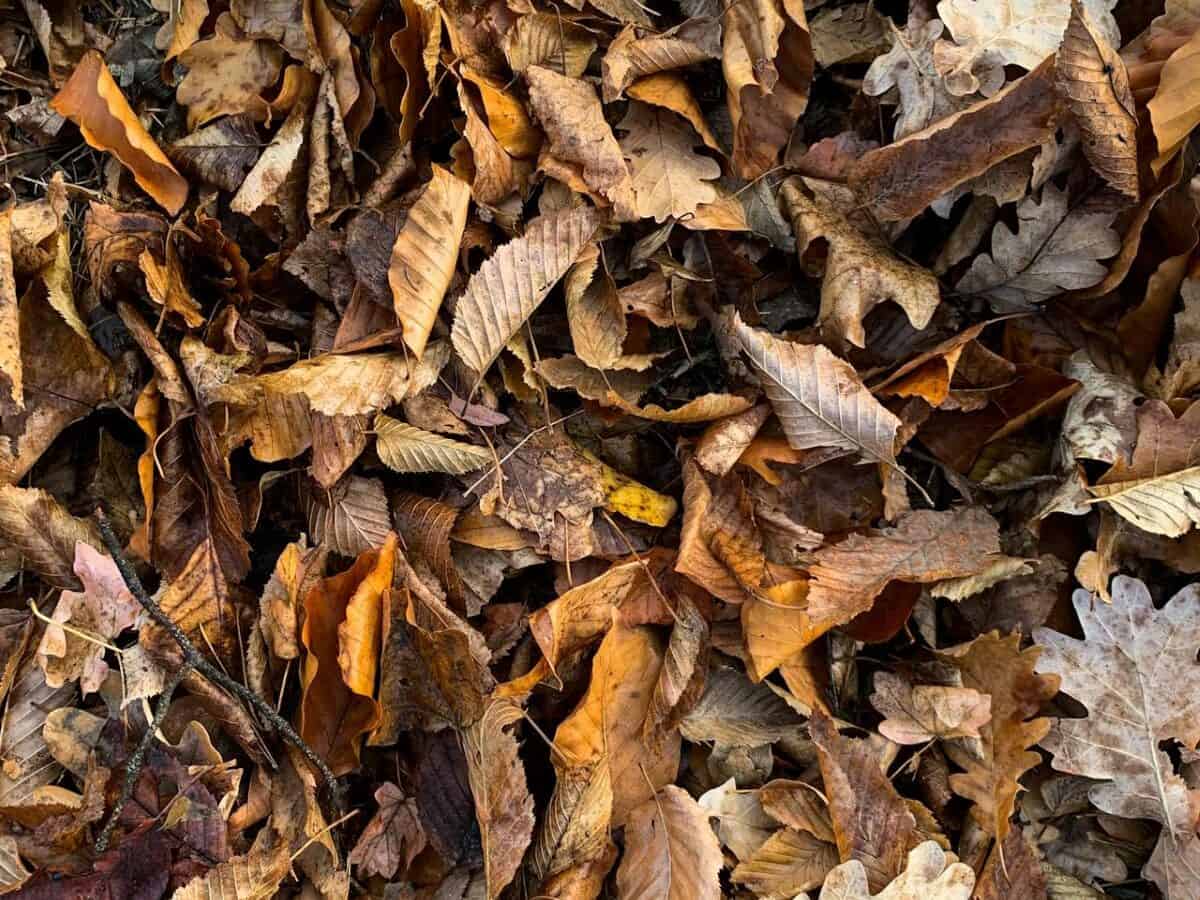 Layering brown and green materials in a backyard compost pile