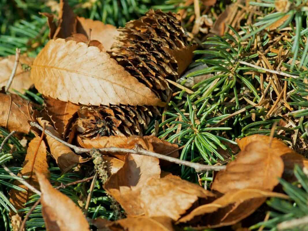 Layering brown and green materials in a backyard compost pile