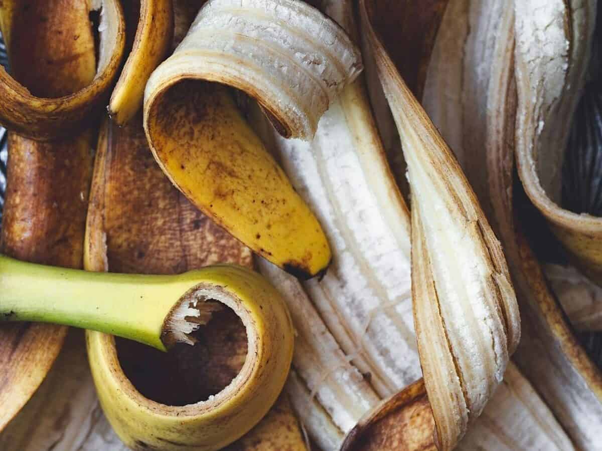 Fruit peels vegetable scraps and coffee grounds suitable for composting
