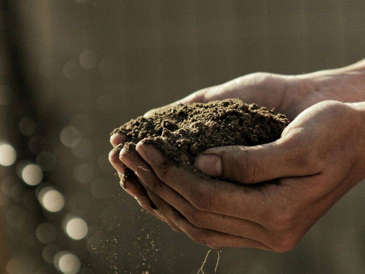 Fruit peels vegetable scraps and coffee grounds suitable for composting