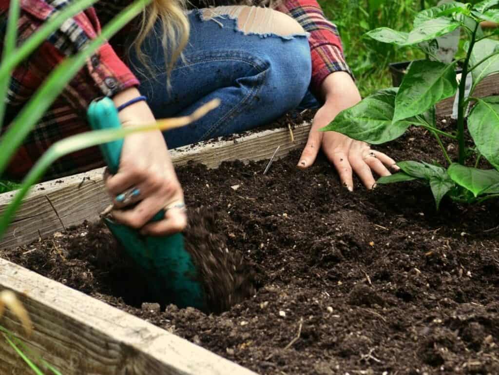 Soybean plants growing in a backyard vegetable garden