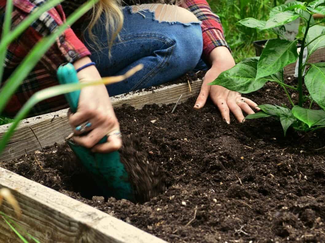 Root nodules on legume plants helping fix atmospheric nitrogen in garden soil