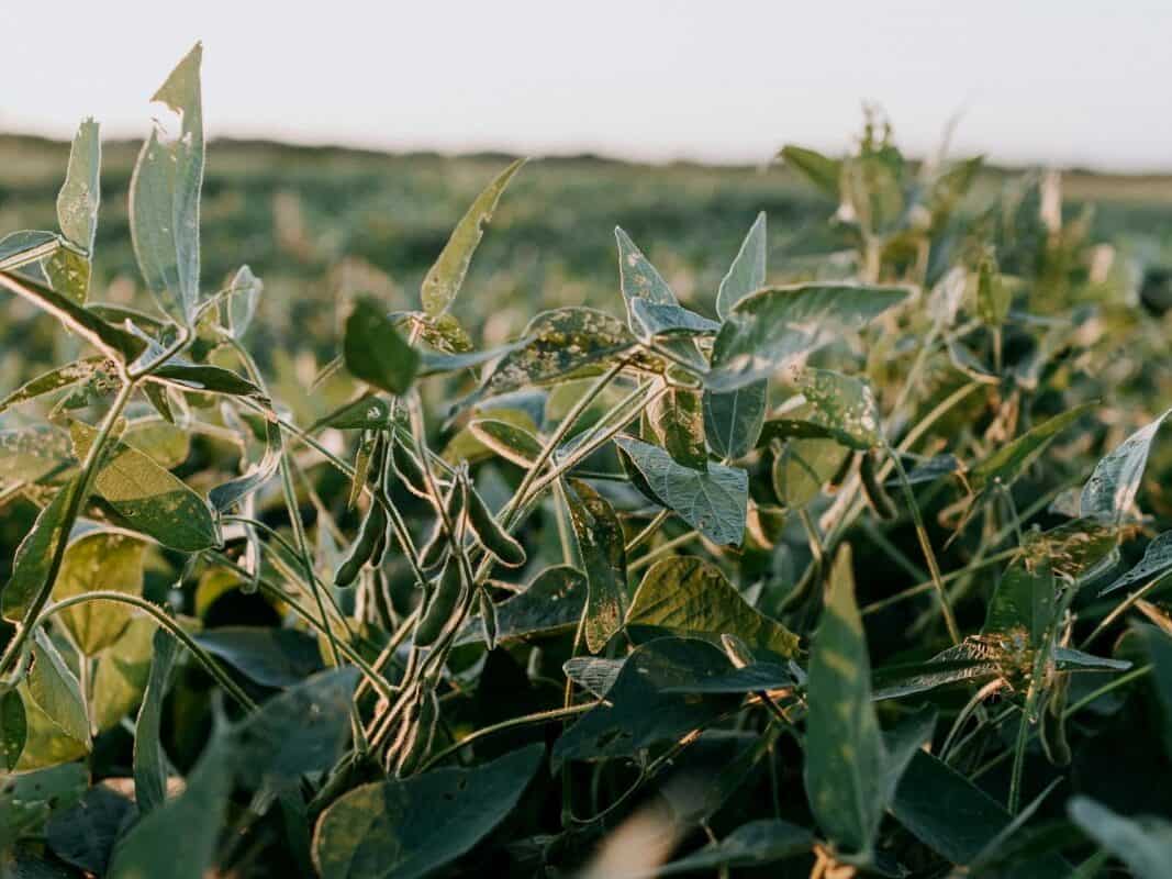 Soybean plants growing in a home vegetable garden