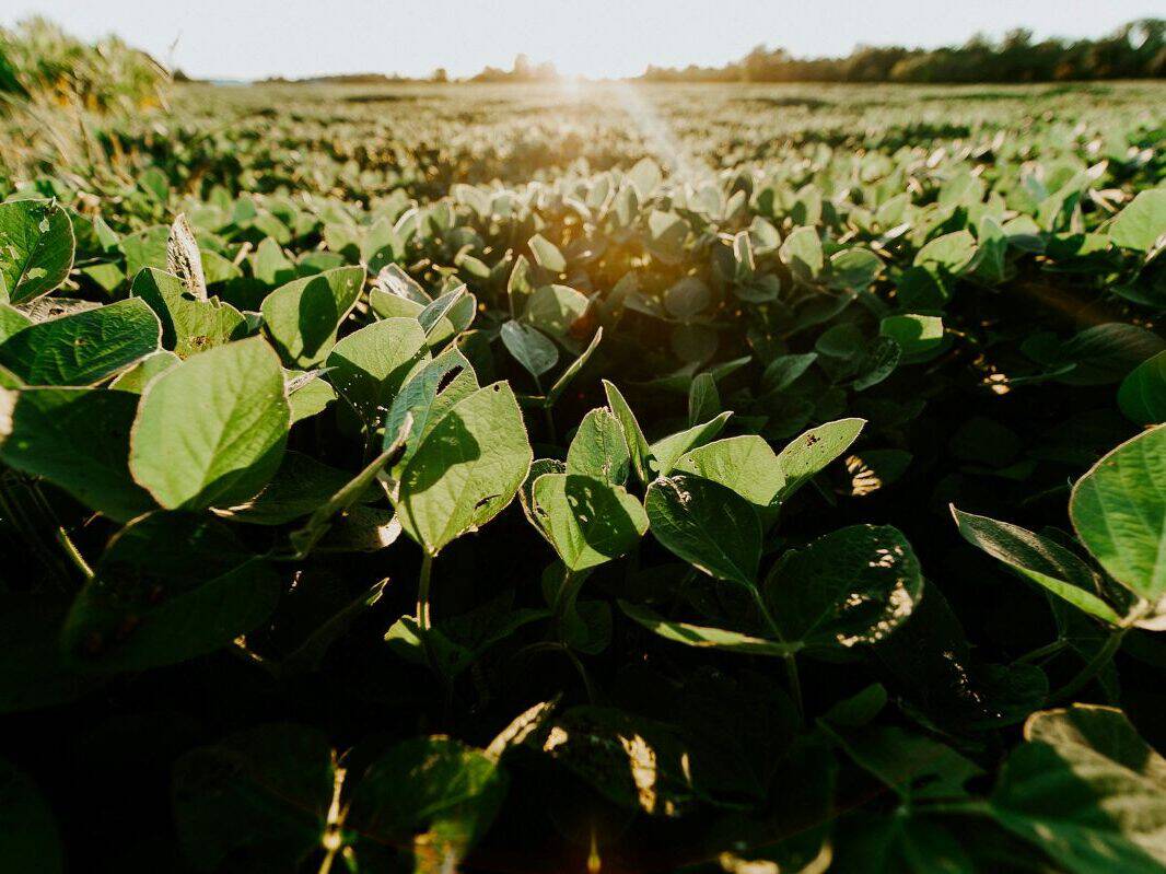 Soybean plants growing in a home vegetable garden