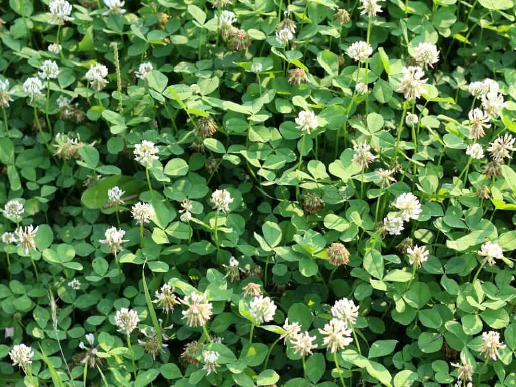 White clover growing as a living mulch in a vegetable garden