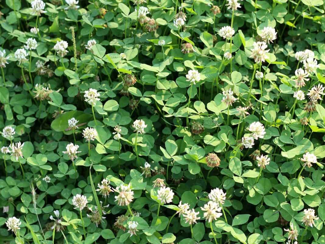 White clover growing as a living mulch in a vegetable garden