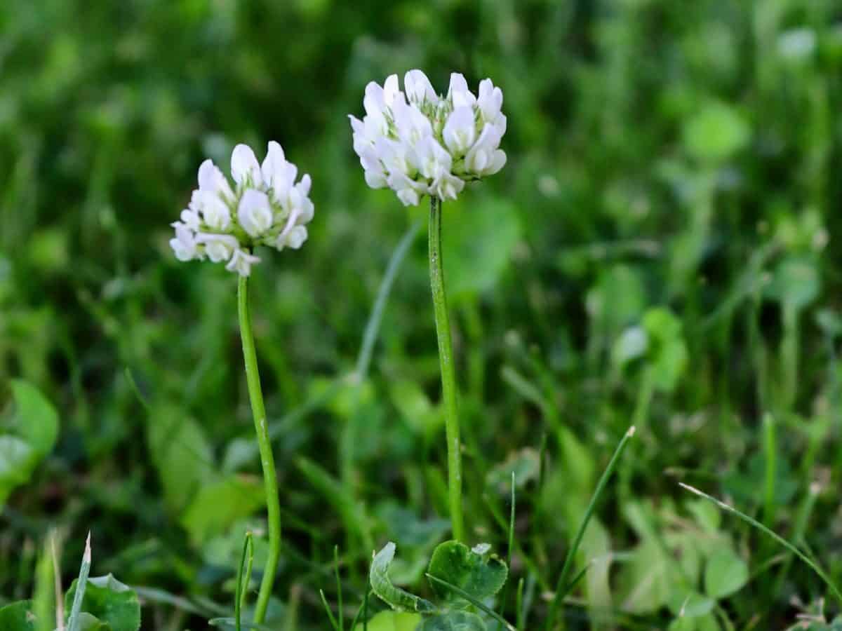 White clover growing as a living mulch in a vegetable garden