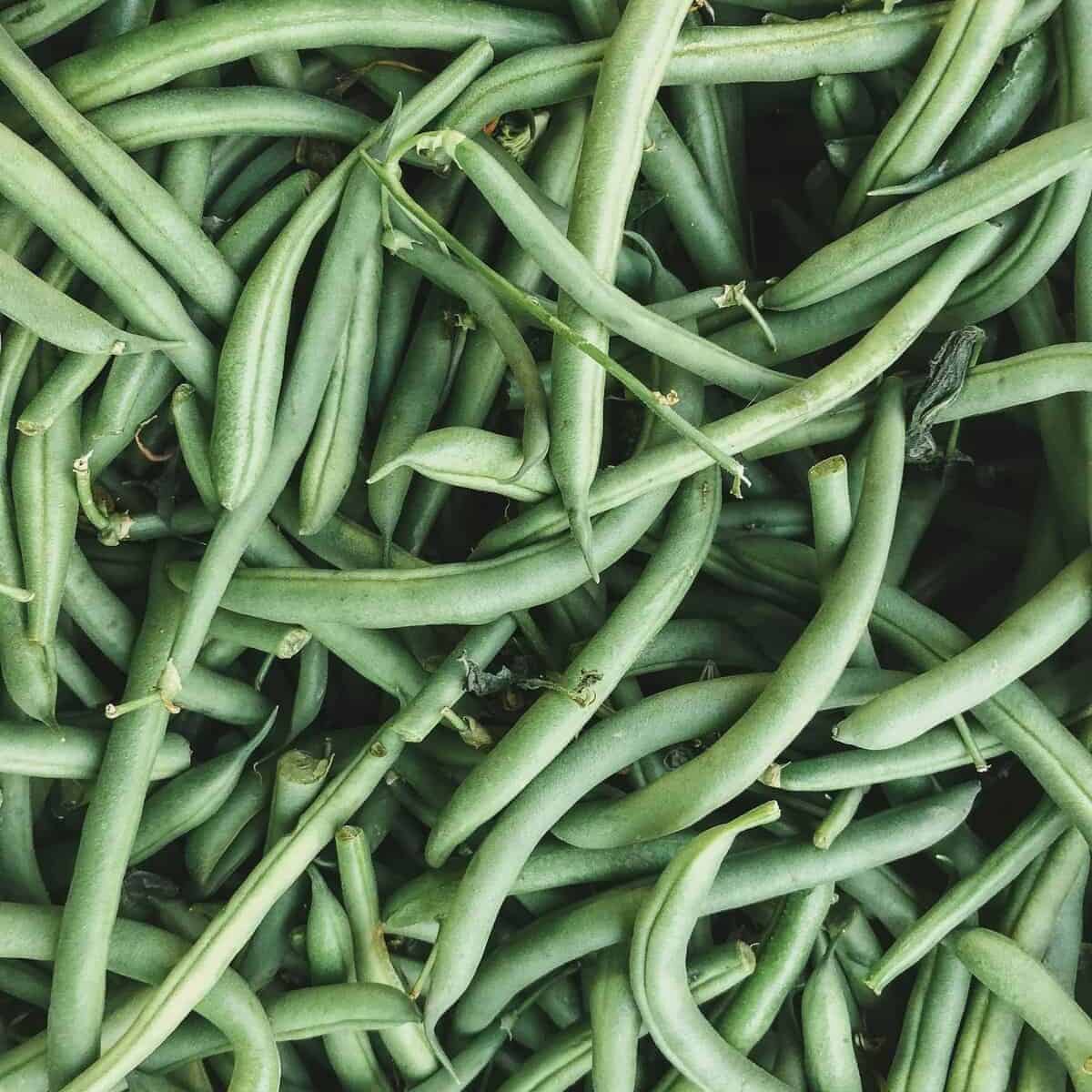 Healthy bush bean plants growing in a raised garden bed during a sunny July in Massachusetts.