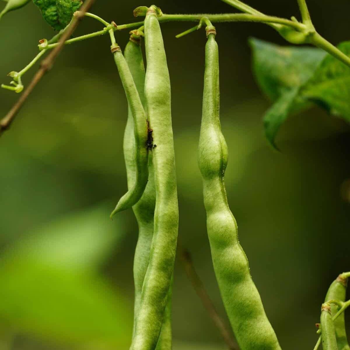 Healthy bush bean plants growing in a raised garden bed during a sunny July in Massachusetts.