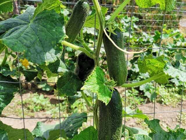Green cucumber vines climbing a garden trellis in Massachusetts