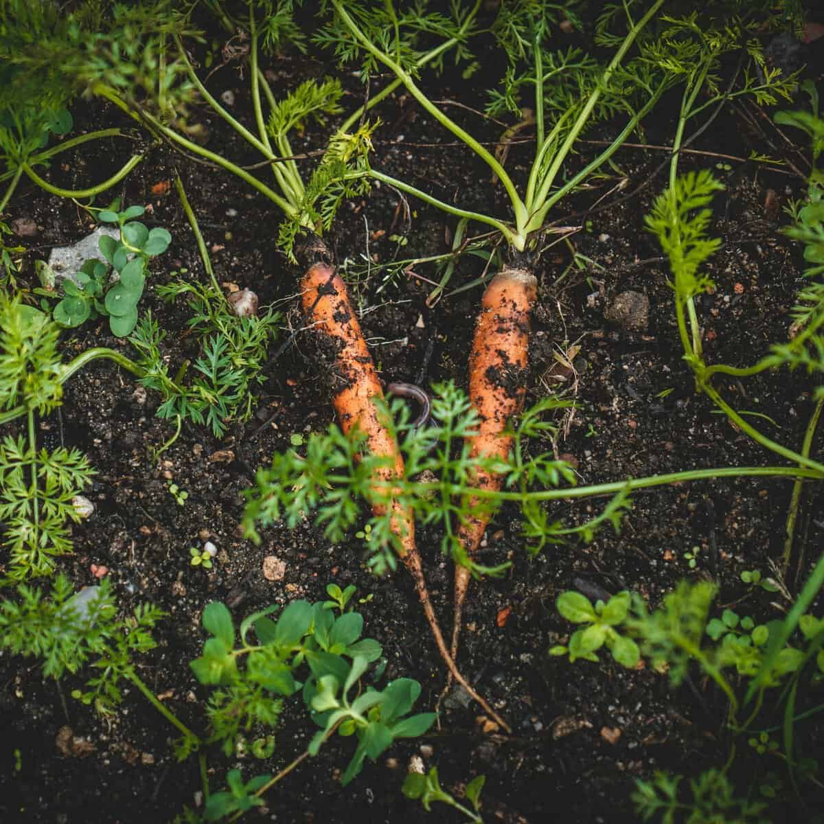 Young carrot seedlings growing in loose garden soil during summer in Boston