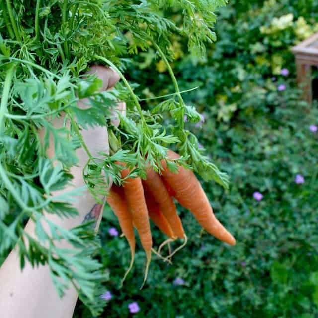 Young carrot seedlings growing in loose garden soil during summer in Boston