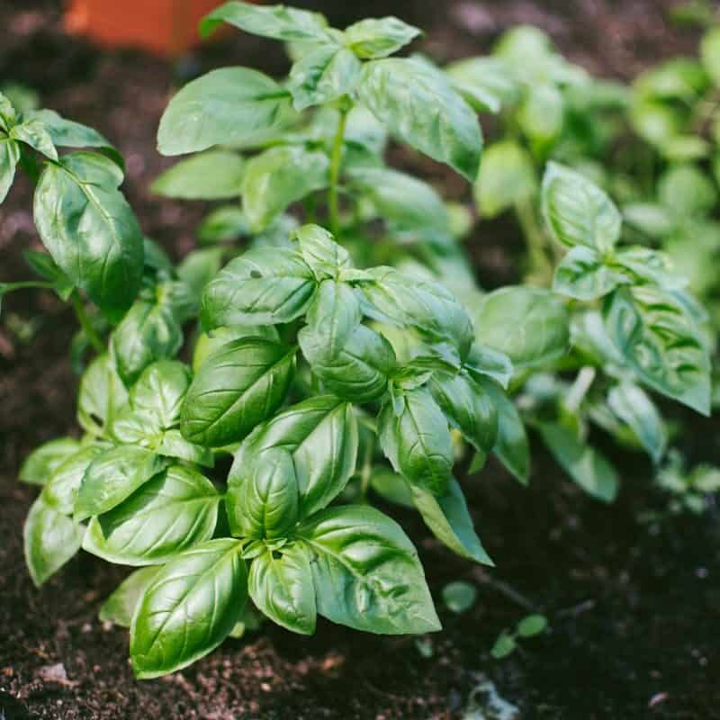Basil, parsley and dill growing together in outdoor containers