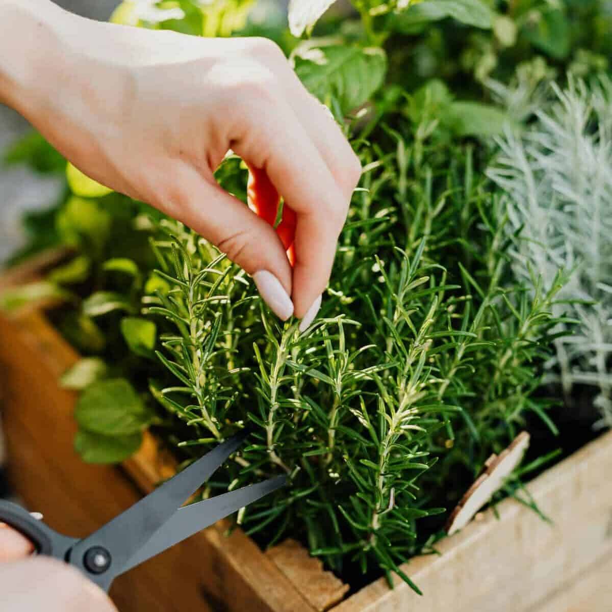 Basil, parsley and dill growing together in outdoor containers