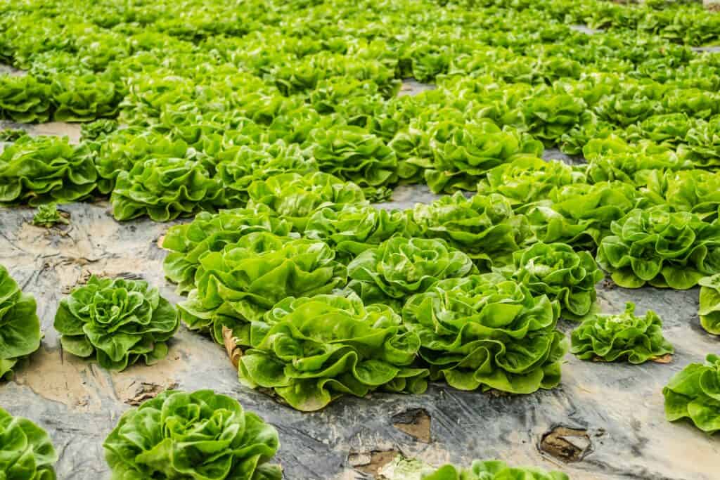 Fresh green leaf lettuce growing in partial shade during a warm July afternoon
