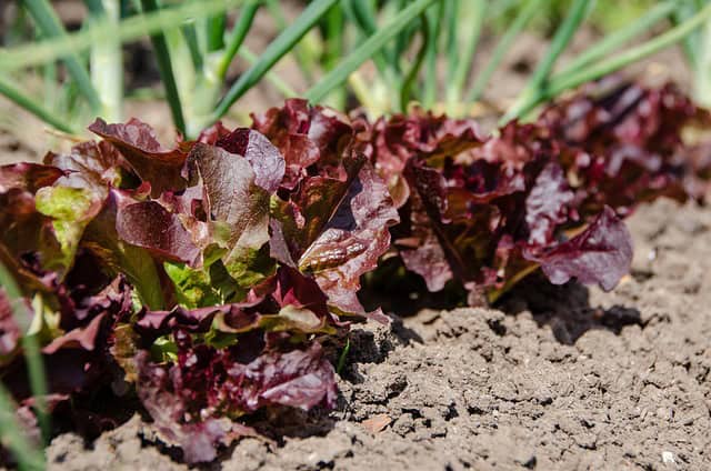 Fresh green leaf lettuce growing in partial shade during a warm July afternoon