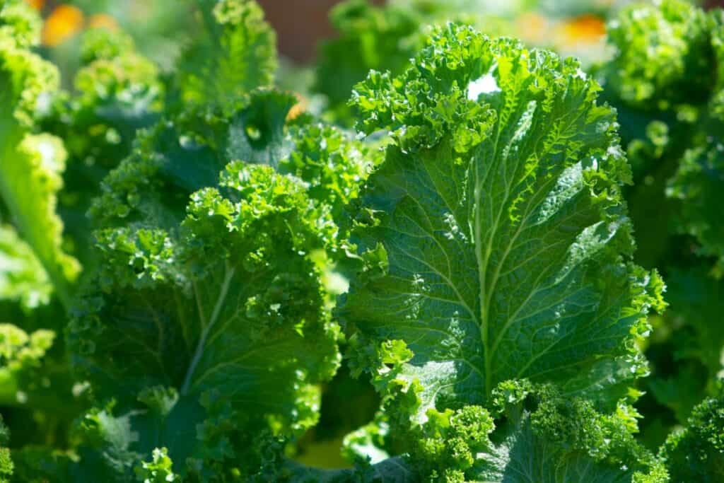 Curly kale growing in a Massachusetts vegetable garden during late summer
