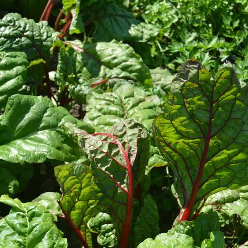 Colorful rainbow Swiss chard growing in a raised vegetable garden