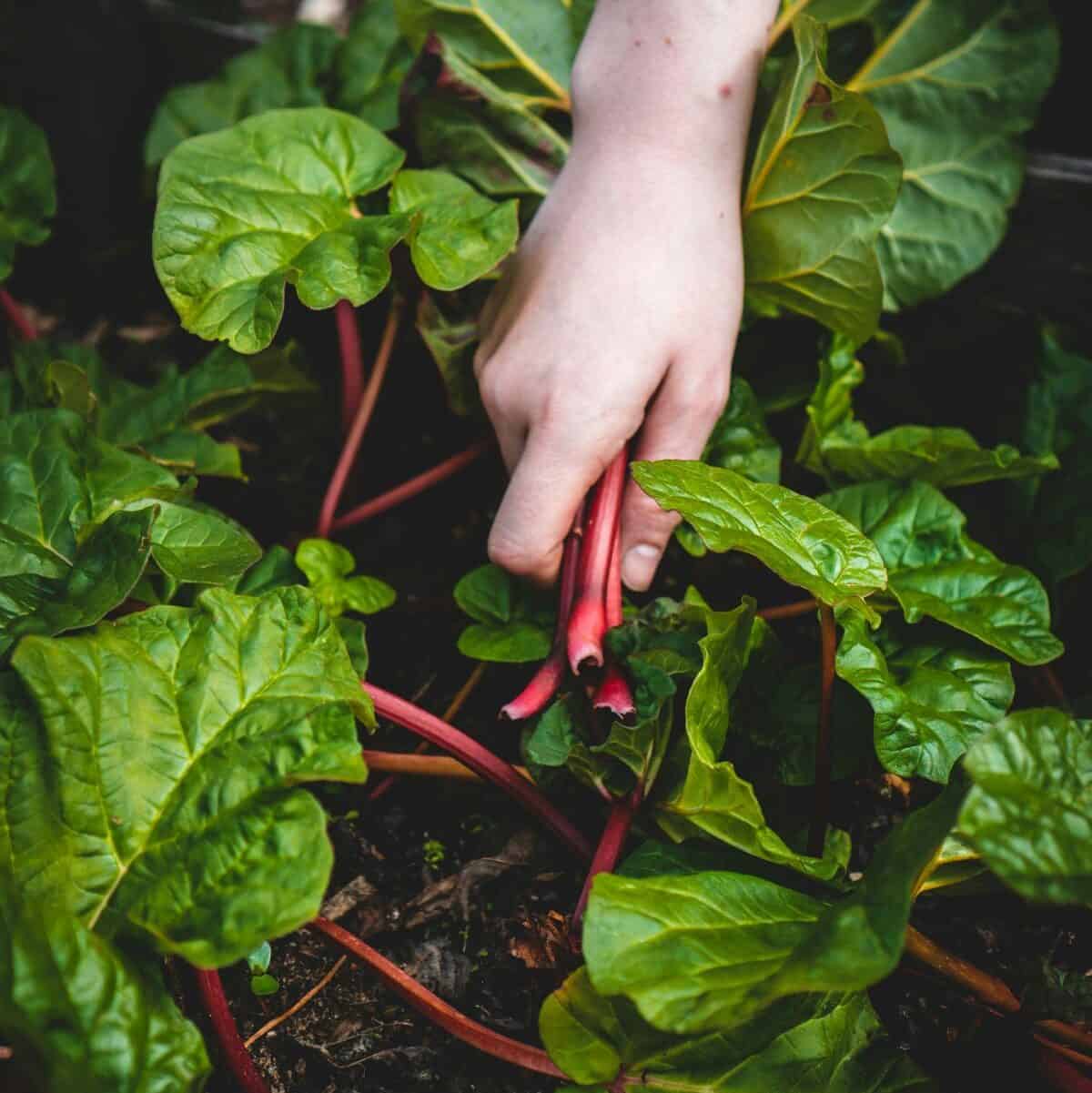 Colorful rainbow Swiss chard growing in a raised vegetable garden