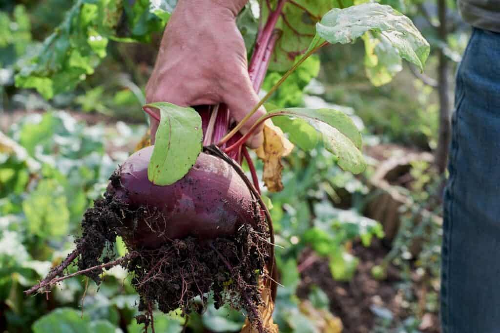 Red beet plants with healthy green leaves growing in a backyard garden
